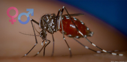 5 Facts to tell you if a Mosquito is a Male or a Female