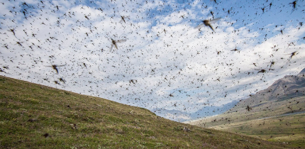 Mosquitoes in Alaska